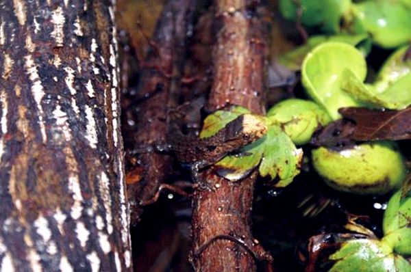 Consejos para el cuidado del lagarto cocodrilo chino