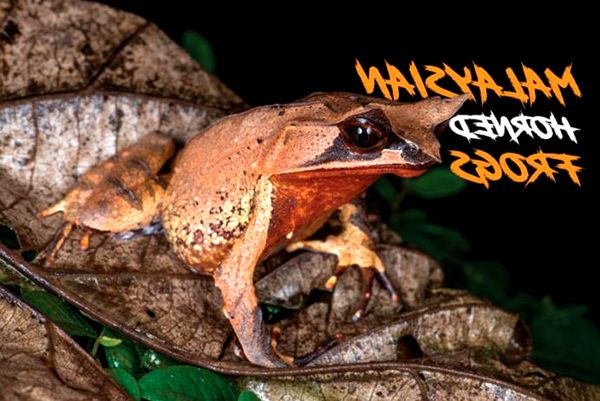Consejos para el cuidado y la cría de la rana cornuda de Malasia