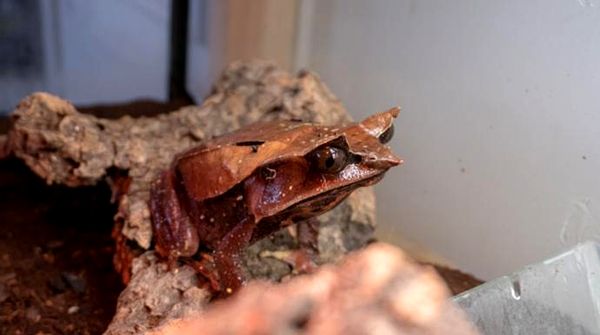 Consejos para el cuidado y la cría de la rana cornuda de Malasia