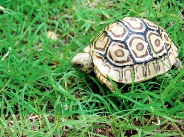 Consejos para el cuidado y la cría de la tortuga leopardo