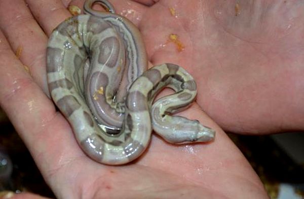 Consejos para la cría de boas constrictoras