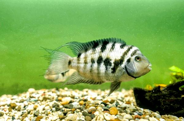 Convict Cichlid: todo lo que necesita saber