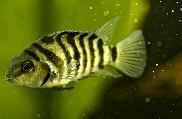 Convict Cichlid: todo lo que necesita saber