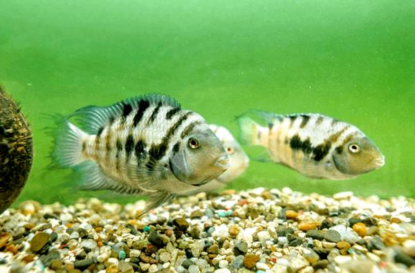 Convict Cichlid: todo lo que necesita saber