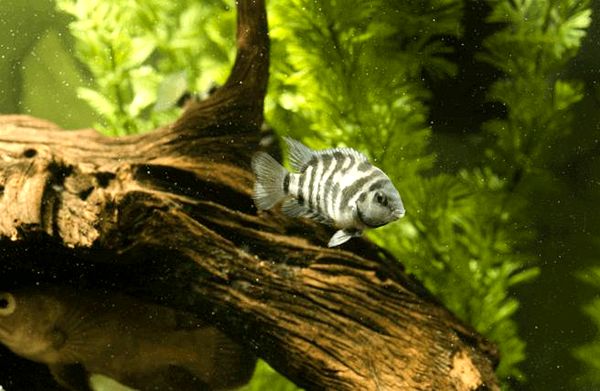 Convict Cichlid: todo lo que necesita saber