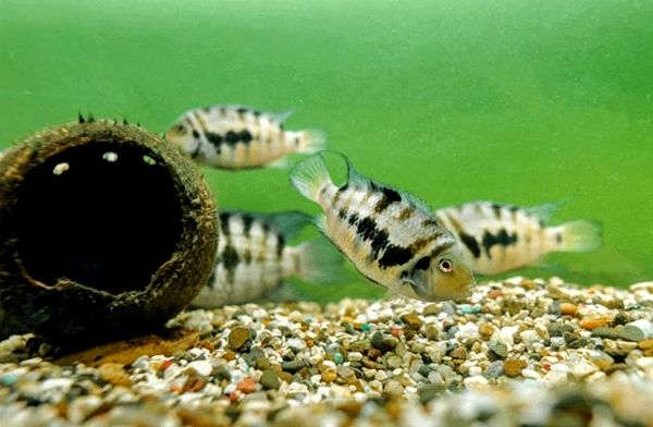 Convict Cichlid: todo lo que necesita saber