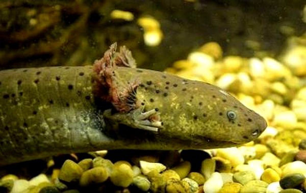 Cría de Axolotl