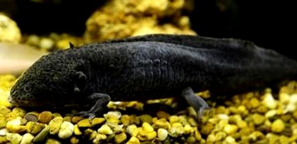 Cría de Axolotl