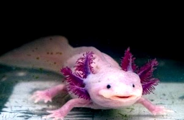 Cría de Axolotl