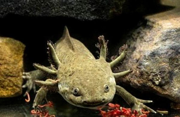 Cría de Axolotl