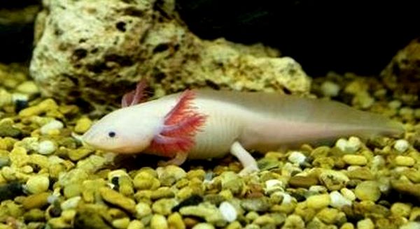 Cría de Axolotl