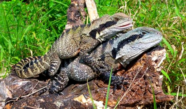 Cría de dragones de agua australianos