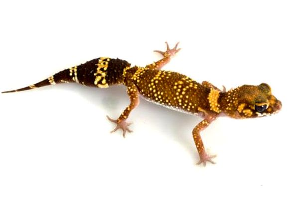 Cría de geckos ladradores australianos