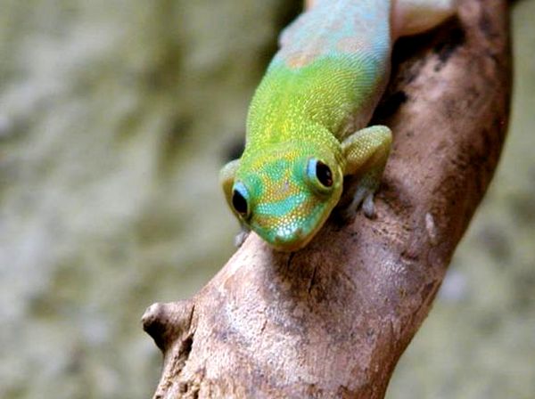 Cría de gecos del día del polvo de oro