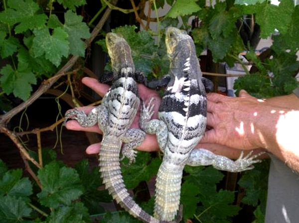 Cría de iguanas de cola espinosa del género Ctenosaura