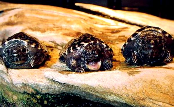 Cría de la tortuga de barro gigante mexicana