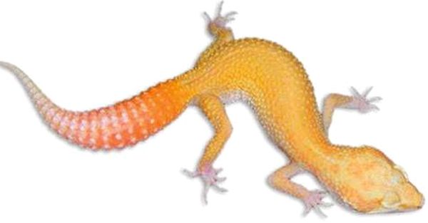 Cría de leopardo gecko