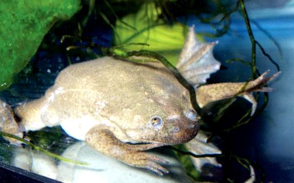 Cría de ranas de garras africanas