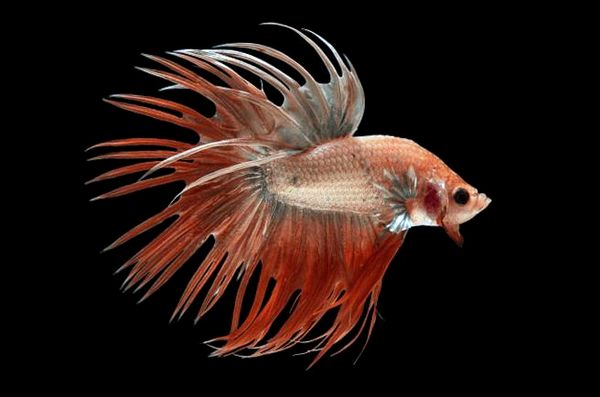 Crowntail Betta: guía de cuidado, vida útil, hechos y compatibilidad