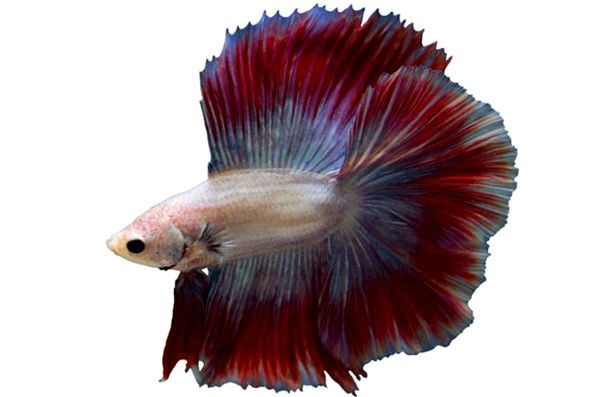 Crowntail Betta: guía de cuidado, vida útil, hechos y compatibilidad