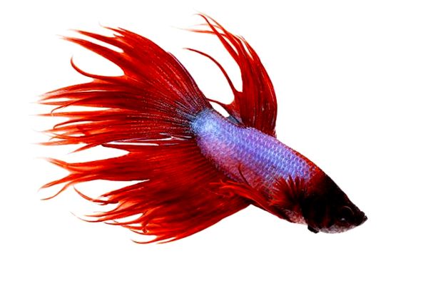 Crowntail Betta: guía de cuidado, vida útil, hechos y compatibilidad