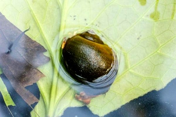 ¿Cuánto tiempo duermen los caracoles? No es lo que pensabas