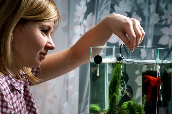 ¿Cuánto tiempo viven los peces Betta? 5 consejos para aumentar su vida útil