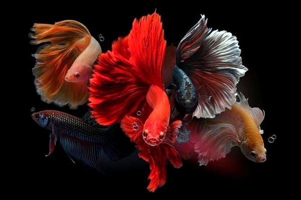 ¿Cuánto tiempo viven los peces Betta? 5 consejos para aumentar su vida útil