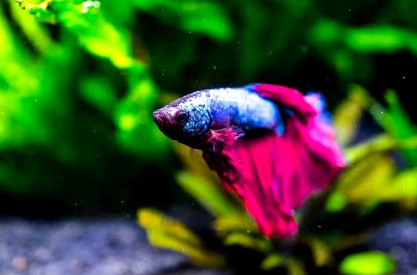 ¿Cuánto tiempo viven los peces Betta? 5 consejos para aumentar su vida útil