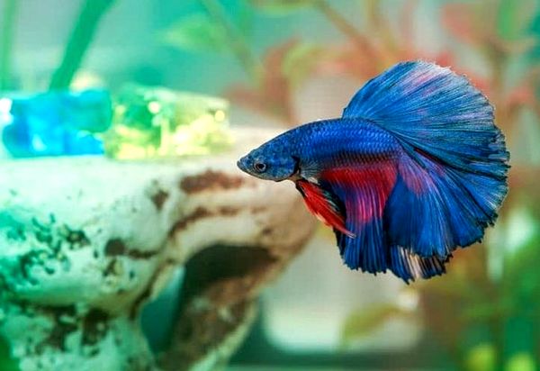 ¿Cuánto tiempo viven los peces Betta? 5 consejos para aumentar su vida útil