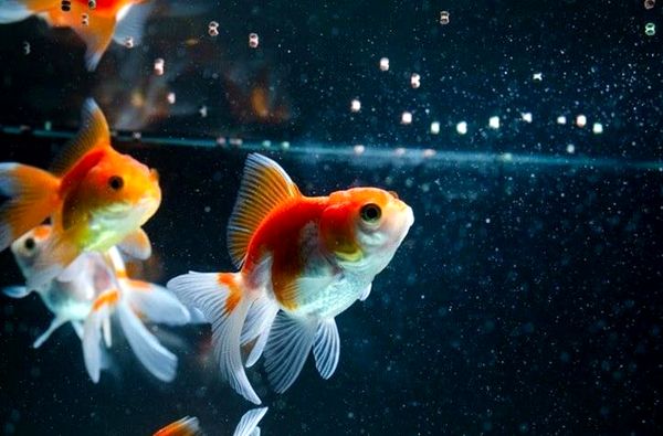 ¿Cuánto tiempo viven los peces de colores? 5 formas de aumentar su vida útil