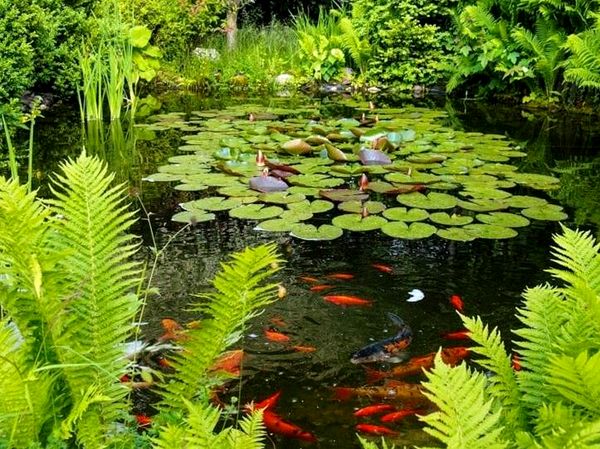 ¿Cuánto tiempo viven los peces de colores? 5 formas de aumentar su vida útil