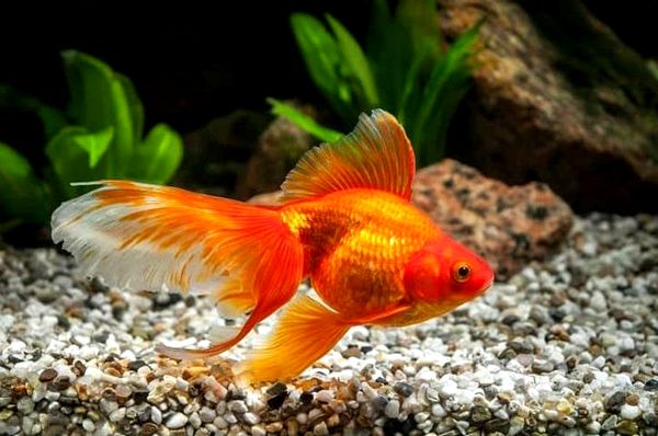 ¿Cuánto tiempo viven los peces de colores? 5 formas de aumentar su vida útil