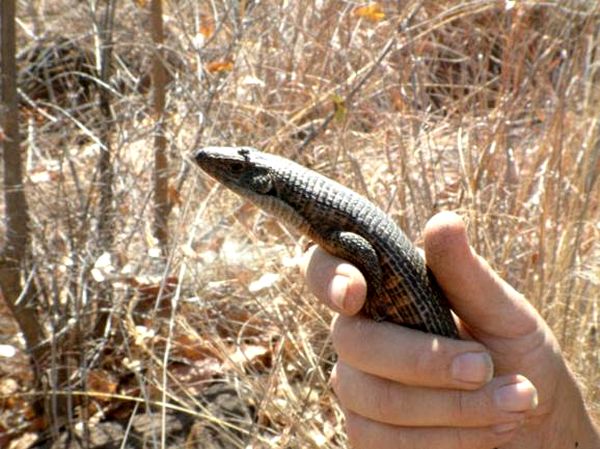 Cuida al desafiante lagarto blindado gigante