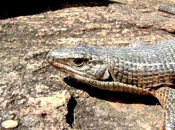 Cuida al desafiante lagarto blindado gigante