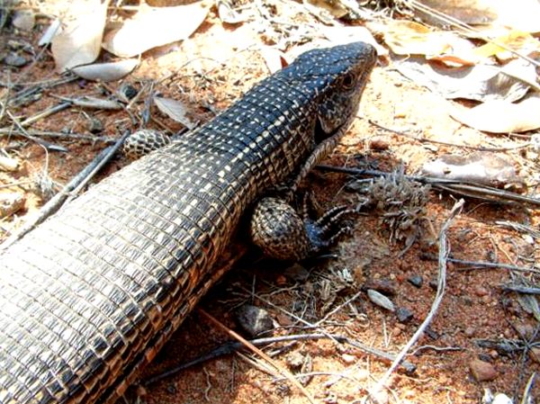 Cuida al desafiante lagarto blindado gigante