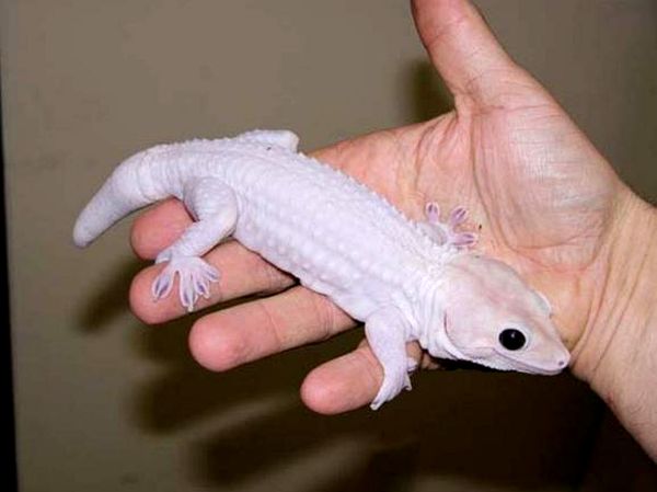 Cuidado de Tokay Gecko