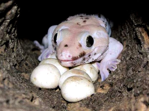 Cuidado de Tokay Gecko