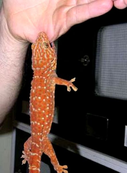 Cuidado de Tokay Gecko