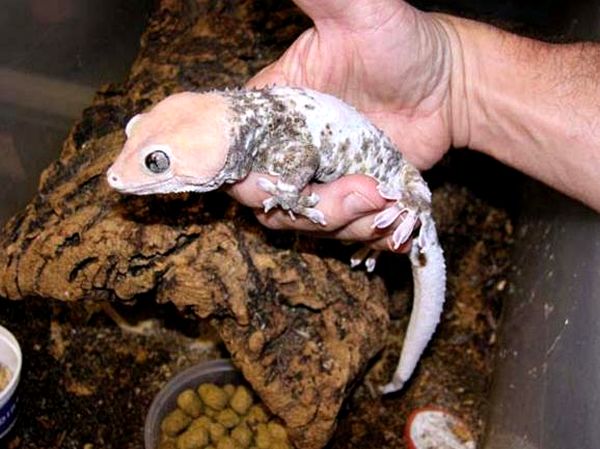 Cuidado de Tokay Gecko