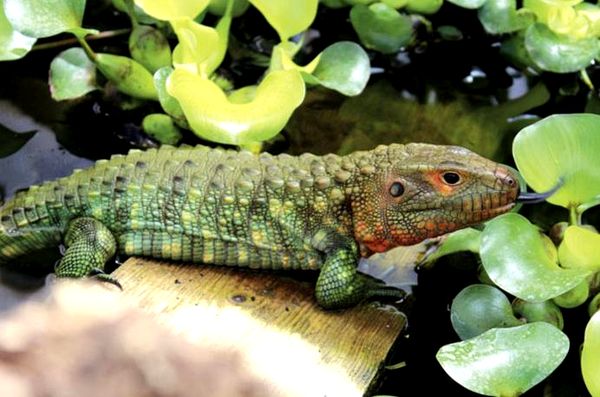 Cuidado e información de Caiman Lizard