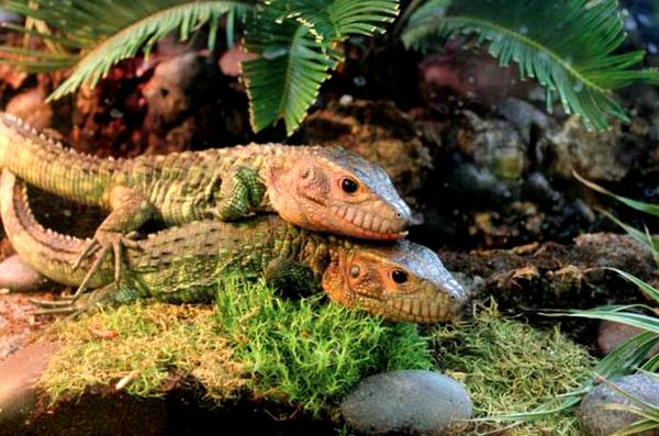 Cuidado e información de Caiman Lizard