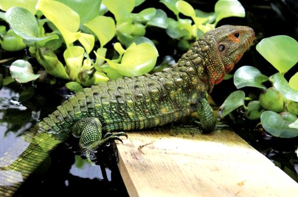 Cuidado e información de Caiman Lizard