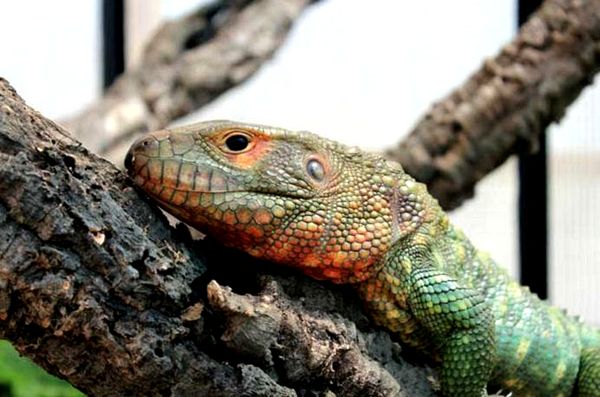 Cuidado e información de Caiman Lizard