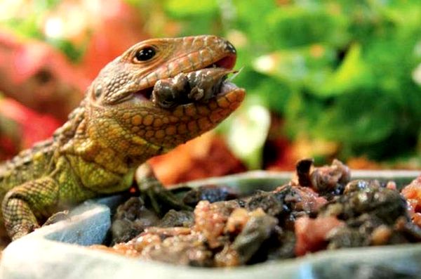 Cuidado e información de Caiman Lizard