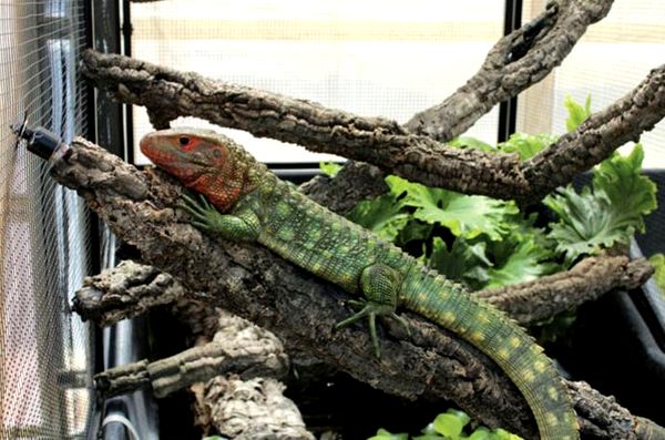 Cuidado e información de Caiman Lizard