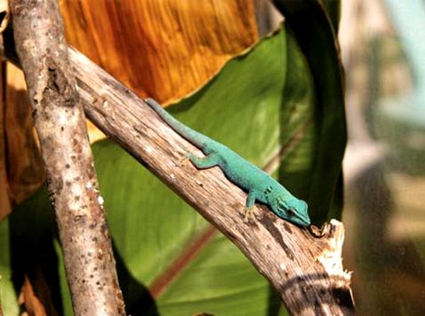 Cuidado esencial para el gecko diurno azul eléctrico