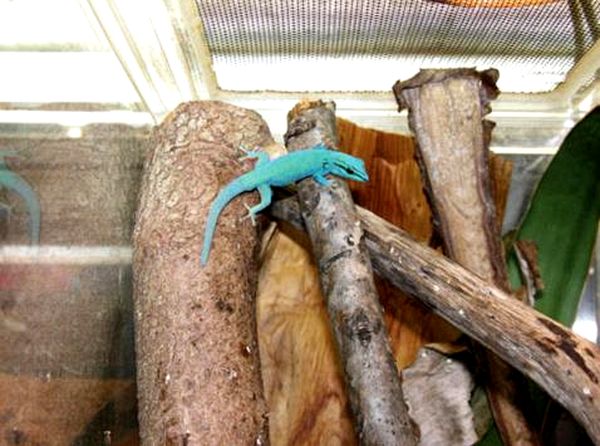 Cuidado esencial para el gecko diurno azul eléctrico