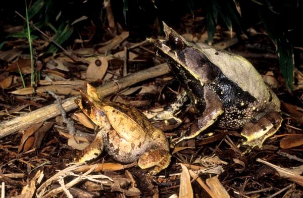 Cuidado y crianza de la rana cornuda malaya