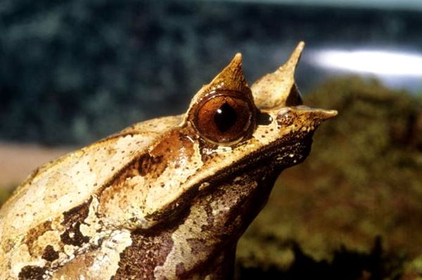 Cuidado y crianza de la rana cornuda malaya